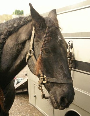 Louis the horse