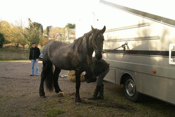 Louis the horse