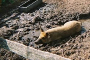 Pig at West Stow
